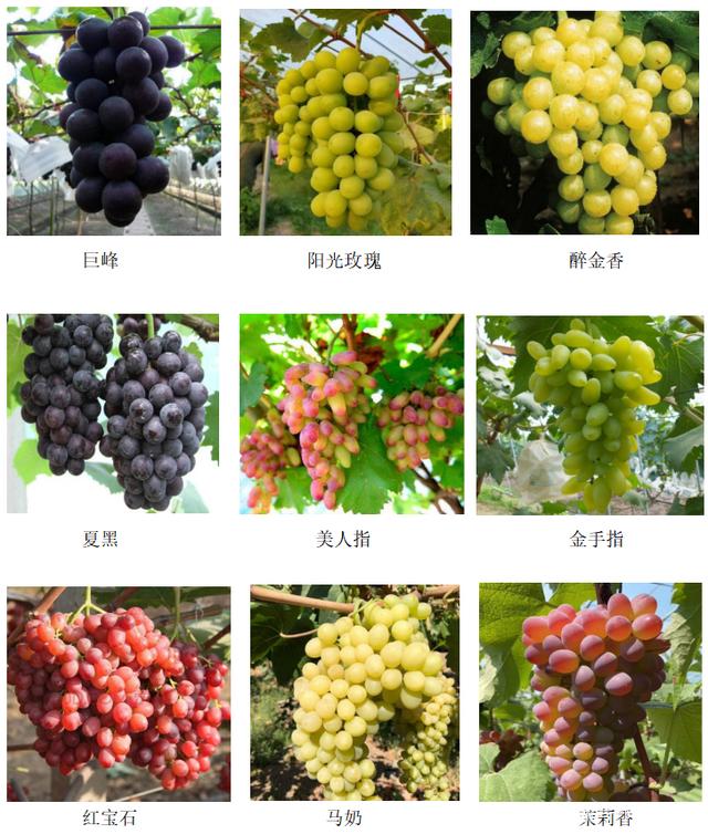 最新葡萄品种推荐，时代的味蕾新宠之选