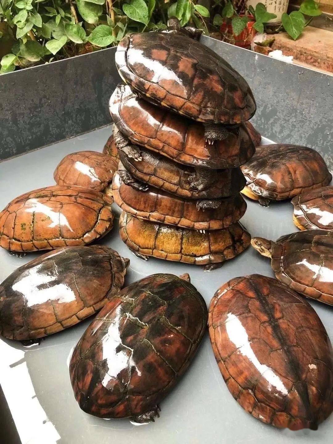 南种石金钱龟最新价格，蜕变中的自信与成就感展现