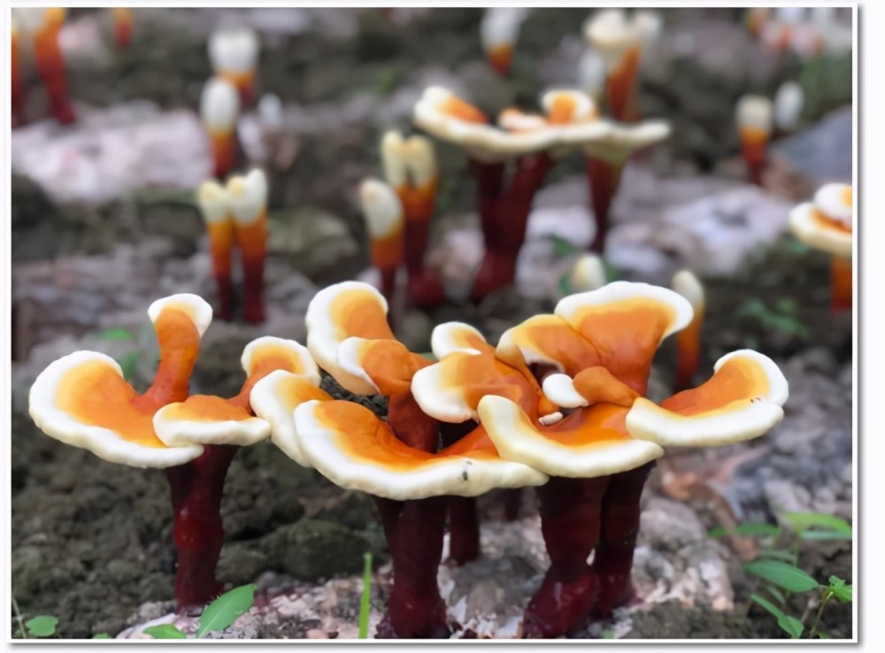 灵芝种植回收价格——科技引领新纪元，种植回收重塑生活价值！