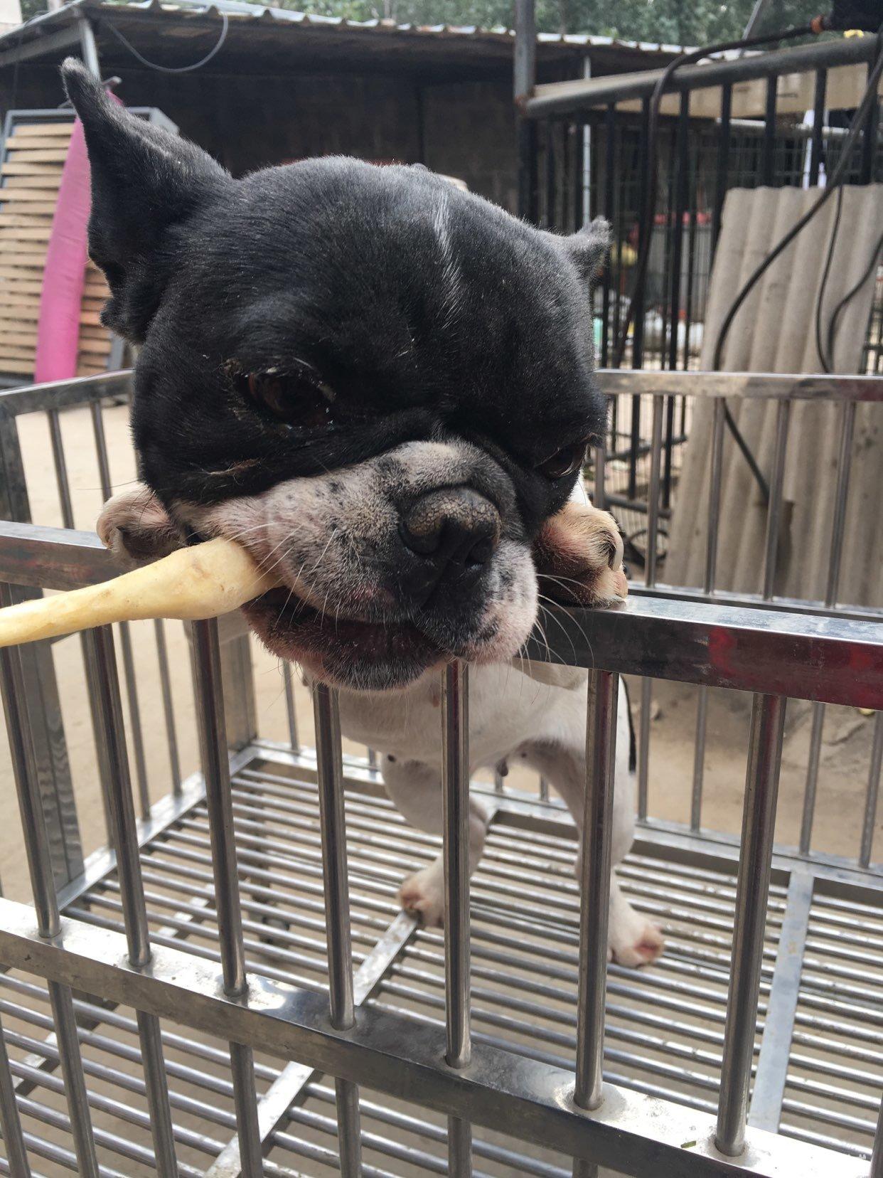 最新宠物犬出售，开启一段温馨有趣的寻宠之旅